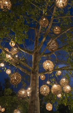 a tree with lots of lights hanging from it's branches