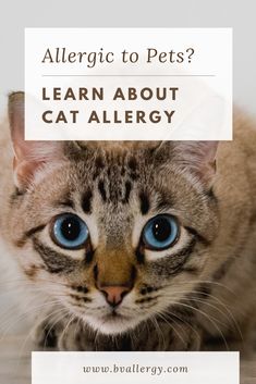 a cat with blue eyes and the words, allergic to pets? learn about cat allergy