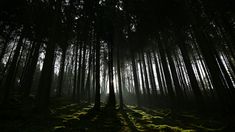 the sun is shining through the trees in the dark forest with moss growing on the ground