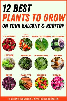 the 12 best plants to grow on your balcony and rooftop are featured in this poster