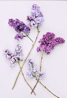 three purple and white flowers on a white surface