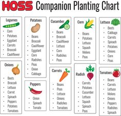 a chart with different types of vegetables and the words companion planting chart written below it