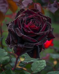 a red rose with water droplets on it