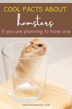 a hamster in a glass with the words cool fact about hamsters if you are planning to have one