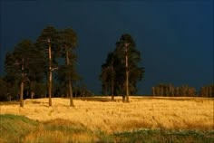 a field with tall grass and trees under a dark sky