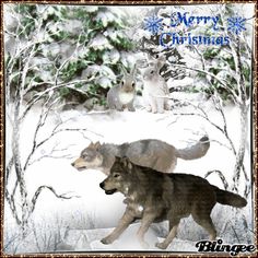 two wolfs are walking through the snow in front of some trees and bushes, with merry christmas written on it