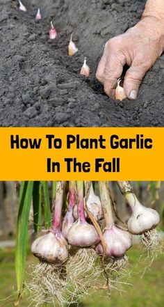 how to plant garlic in the fall