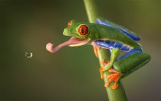 a frog with its mouth open and tongue out, sitting on a green plant next to a drop of water