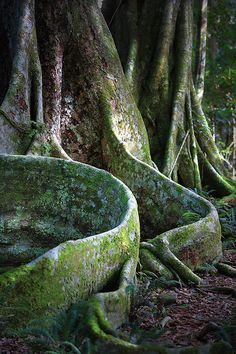 an old tree with moss growing on it's roots