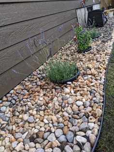 some plants and rocks in front of a house