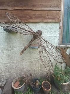 several potted plants are sitting in front of a building with a dragonfly on it's back end