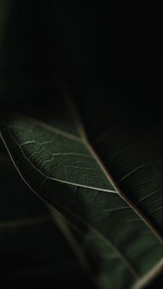 a cell phone is sitting on top of a green leaf in the dark, with its light reflecting off it's back end