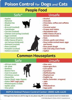 two signs with different types of dogs and cats on them, one is labeled in the words