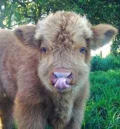 a small brown cow standing on top of a lush green grass covered field with trees in the background