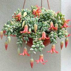 a potted plant with pink flowers hanging from it's side on a wall