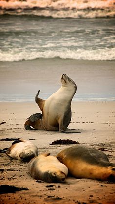 several sea lions laying on the beach near the ocean