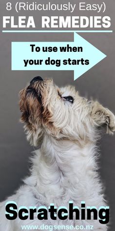 a dog looking up at the sky with an arrow pointing to it