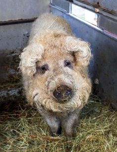 a small furry dog standing in the hay