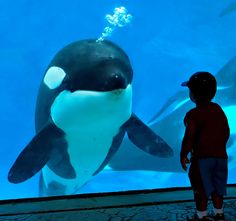 a young boy looking at an orca whale in the ocean tank with its head under water