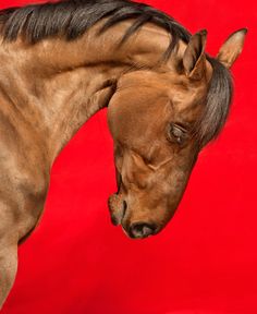 a brown horse standing next to a red wall with its head on it's hind legs