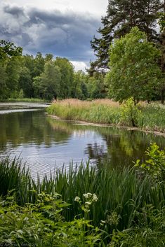 a lake surrounded by tall grass and trees