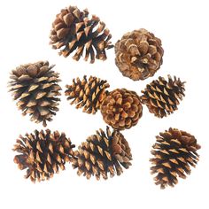 several pine cones are arranged on a white surface