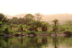 a body of water surrounded by lush green trees and bushes, with a boat in the foreground