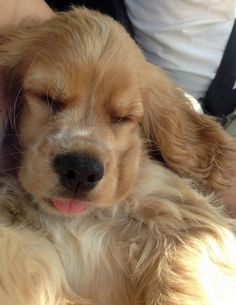 a close up of a dog laying down with its head resting on someone's lap