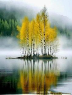 some yellow trees are in the middle of a body of water with fog around them