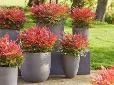 four planters with red flowers in them sitting on a brick walkway next to grass and trees