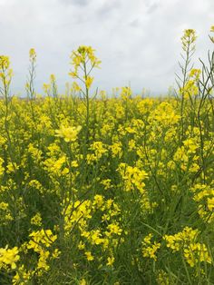 a field full of yellow flowers under a cloudy sky