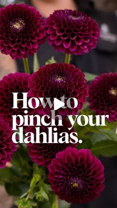 purple flowers with the words how do pinch your dahlias?