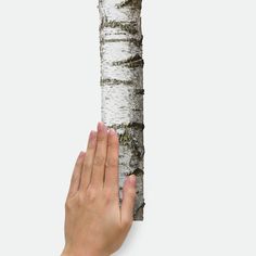 a hand reaching up to a tree trunk with white bark on it's side