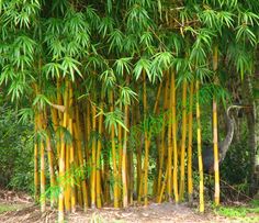 the bamboo trees are tall and green