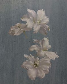 three white flowers are floating in the air on a gray surface with water droplets around them