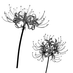 two black and white flowers on a white background