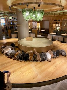 a group of dogs laying on top of a wooden floor next to a round table