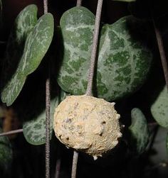 IT. Foto - Ceropegia linearis Cactus Succulents, House Plants, Succulent, Beautiful Flowers, Vines