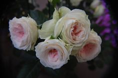 some white and pink roses are in a vase