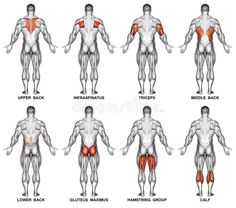 an image of the muscles and their corresponding postures stock photo - 549784