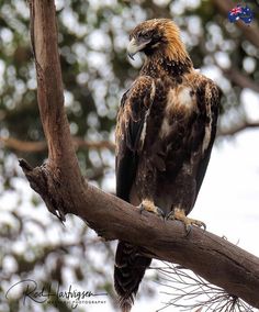 a large bird perched on top of a tree branch