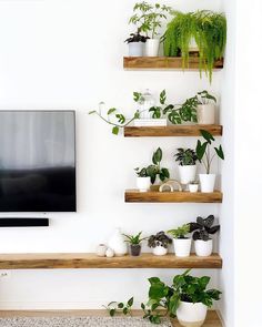 a flat screen tv sitting on top of a wooden shelf next to potted plants