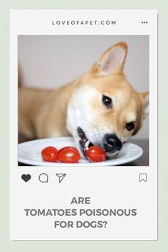 Are Tomatoes Poisonous for Dogs? Can Dogs Eat Tomatoes, Green Potatoes, Sources Of Vitamin A, Dog Seat, Red Tomato, Dog Feeding, Dog Eating