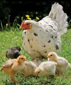 a chicken and her chicks are standing in the grass