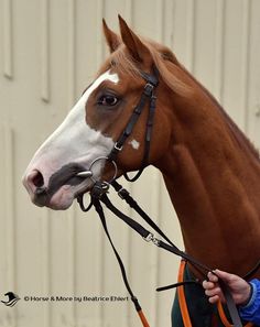 a brown and white horse with a bridle on it's head standing in front of a building