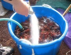 a bucket full of crabs being washed by someone using a water hose to wash them