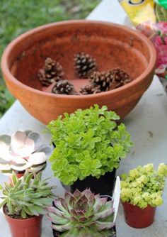 several potted plants are sitting on a table