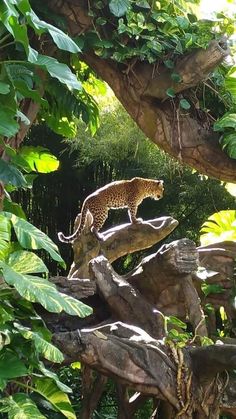 a cheetah walking on top of a tree branch in a forest filled with green leaves