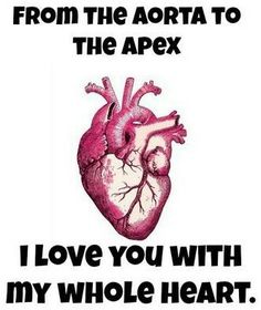 a heart with the words from the aorta to the apexx i love you with my whole heart