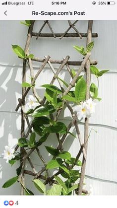 a trellis with white flowers and green leaves hanging on the side of a building